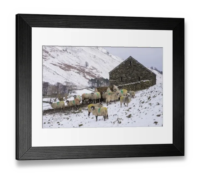 Framed Print : Domestic Sheep, Swaledale ewes, flock feeding on silage beside stone barn in snow covered upland pasture, Grisedale Framed Print : Domestic Sheep, Swaledale ewes, flock feeding on silage beside stone barn in snow covered upland pasture, Grisedale