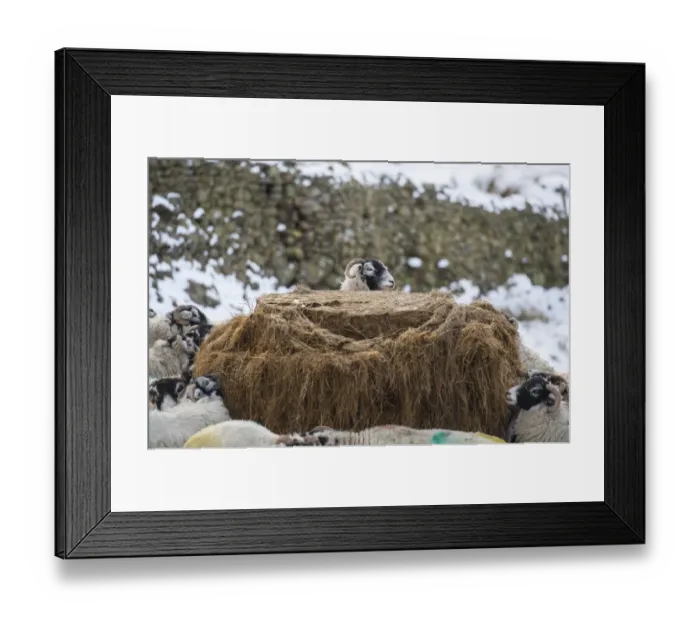 Framed Print : Domestic Sheep, Swaledale ewes, flock feeding on silage in snow covered pasture, Grisedale, Lake District, Cumbria Framed Print : Domestic Sheep, Swaledale ewes, flock feeding on silage in snow covered pasture, Grisedale, Lake District, Cumbria
