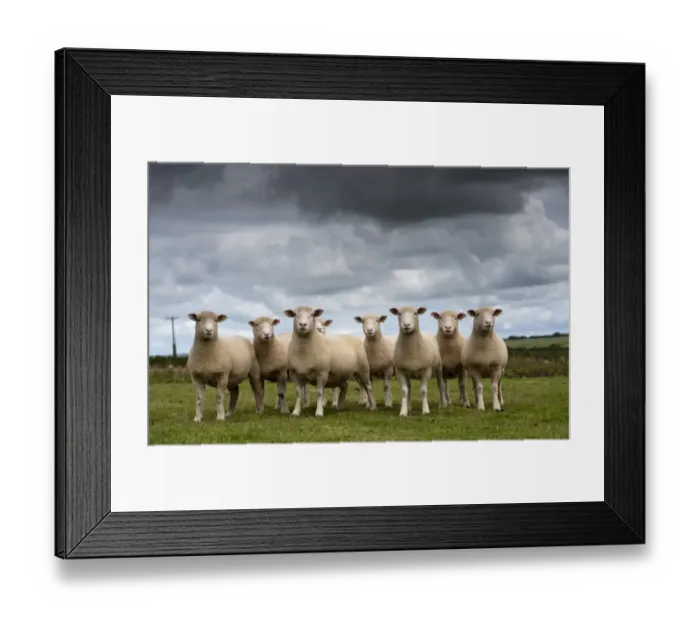Framed Print : Domestic Sheep, Dorset ewes, flock standing in pasture, Cornwall, England, August Framed Print : Domestic Sheep, Dorset ewes, flock standing in pasture, Cornwall, England, August