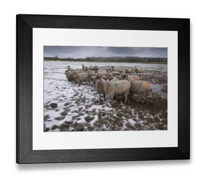 Framed Print : Domestic Sheep, mule ewes, flock standing on melting snow in pasture, Whitewell, Lancashire, England, January Framed Print : Domestic Sheep, mule ewes, flock standing on melting snow in pasture, Whitewell, Lancashire, England, January