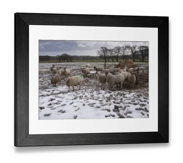 Framed Print : Domestic Sheep, mule ewes, flock standing on melting snow near feeder in pasture, Whitewell, Lancashire, England Framed Print : Domestic Sheep, mule ewes, flock standing on melting snow near feeder in pasture, Whitewell, Lancashire, England
