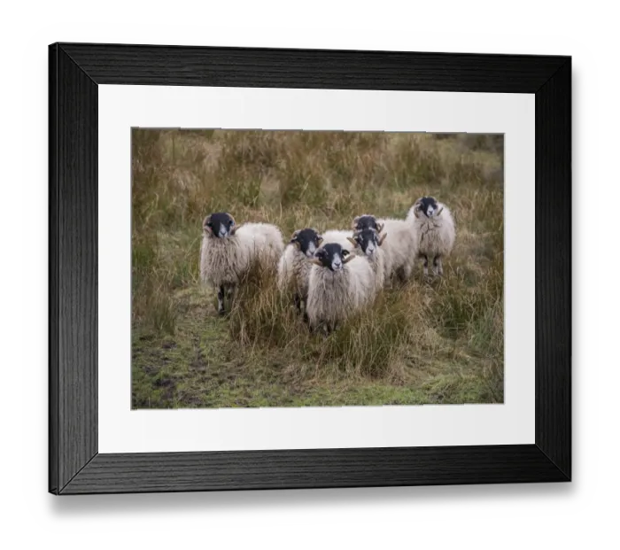 Framed Print : Domestic Sheep, Swaledale tup hoggs, standing amongst rushes in pasture, Northumberland, England, January Framed Print : Domestic Sheep, Swaledale tup hoggs, standing amongst rushes in pasture, Northumberland, England, January