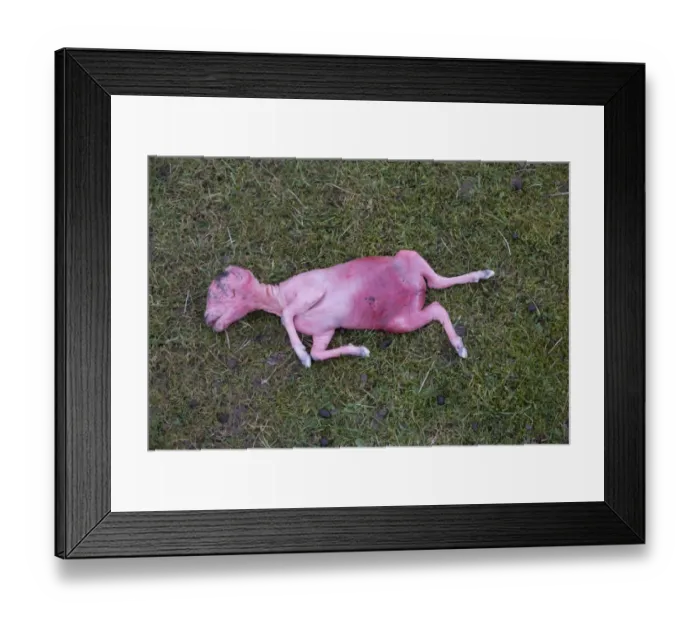 Framed Print : Domestic Sheep, aborted lamb foetus, in pasture, Lancashire, England, March Framed Print : Domestic Sheep, aborted lamb foetus, in pasture, Lancashire, England, March
