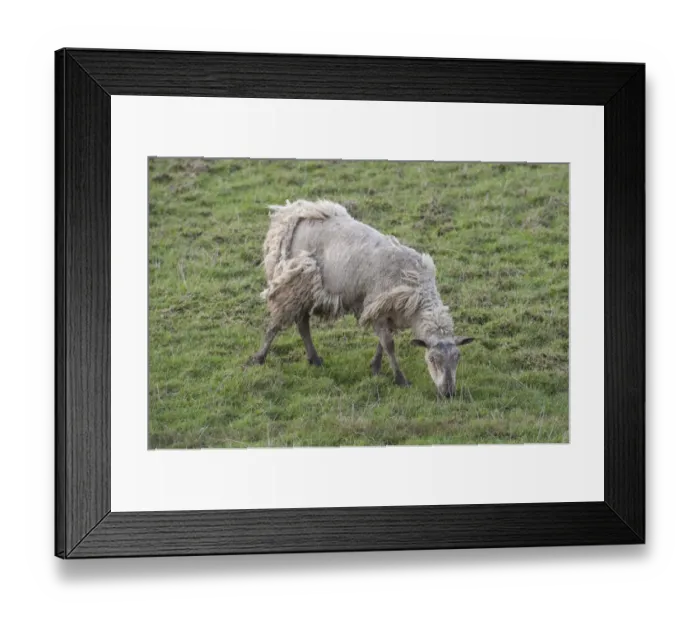 Framed Print : Domestic Sheep, mule ewe, affected by Sheep Scab (Psoroptic Mange) caused by Psoroptes mites, grazing in pasture Framed Print : Domestic Sheep, mule ewe, affected by Sheep Scab (Psoroptic Mange) caused by Psoroptes mites, grazing in pasture