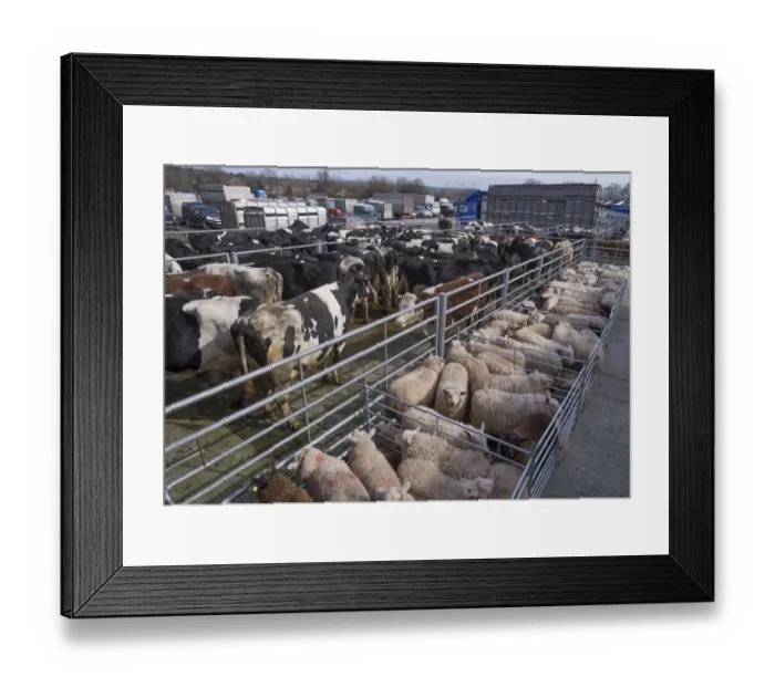Framed Print : Domestic Sheep, flock, with cull cows, standing in pens at livestock market, Chelford Livestock Market, Cheshire Framed Print : Domestic Sheep, flock, with cull cows, standing in pens at livestock market, Chelford Livestock Market, Cheshire