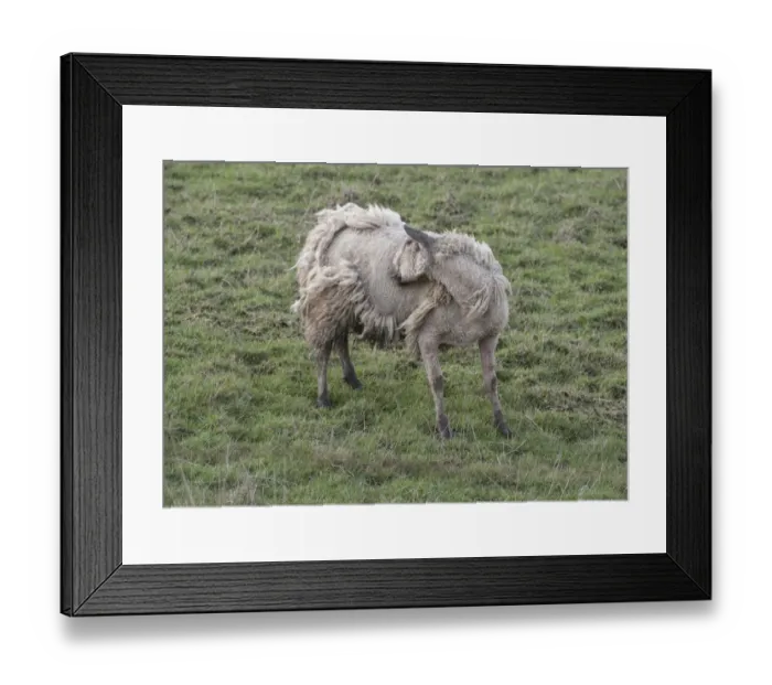Framed Print : Domestic Sheep, mule ewe, affected by Sheep Scab (Psoroptic Mange) caused by Psoroptes mites, biting side in pasture Framed Print : Domestic Sheep, mule ewe, affected by Sheep Scab (Psoroptic Mange) caused by Psoroptes mites, biting side in pasture