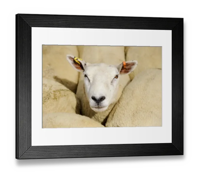 Framed Print : Domestic Sheep, Texel crossbred ewe, close-up of head, in pen at sale, Thame Sheep Fair, Oxfordshire, England, August Framed Print : Domestic Sheep, Texel crossbred ewe, close-up of head, in pen at sale, Thame Sheep Fair, Oxfordshire, England, August