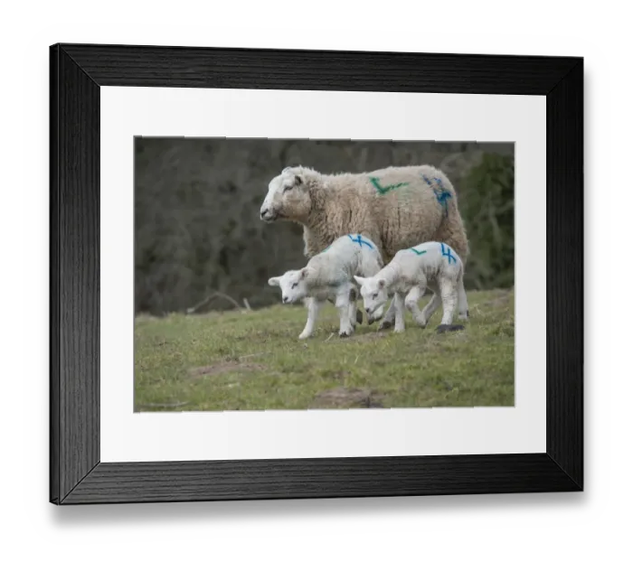 Framed Print : Domestic Sheep, Texel cross ewe with twin lambs, with sprayed identification numbers, walking on pasture, Whitewell Framed Print : Domestic Sheep, Texel cross ewe with twin lambs, with sprayed identification numbers, walking on pasture, Whitewell