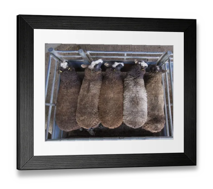 Framed Print : Domestic Sheep, Zwartbles ewes, standing in pen at livestock market, Chelford Livestock Market, Cheshire, England Framed Print : Domestic Sheep, Zwartbles ewes, standing in pen at livestock market, Chelford Livestock Market, Cheshire, England
