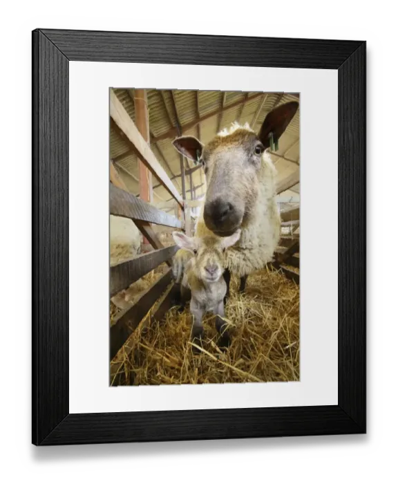 Framed Print : Domestic Sheep, ewe with newborn lamb, standing in indoor pen of lambing shed, Sussex, England, March
