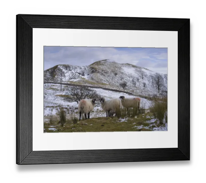 Framed Print : Domestic Sheep, Swaledale ewes, standing in snow covered upland pasture, Higher Fencewood Farm, Whitewell, Lancashire Framed Print : Domestic Sheep, Swaledale ewes, standing in snow covered upland pasture, Higher Fencewood Farm, Whitewell, Lancashire