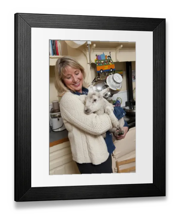 Framed Print : Domestic Sheep, lamb, held by woman in farmhouse kitchen, Norfolk, England, April