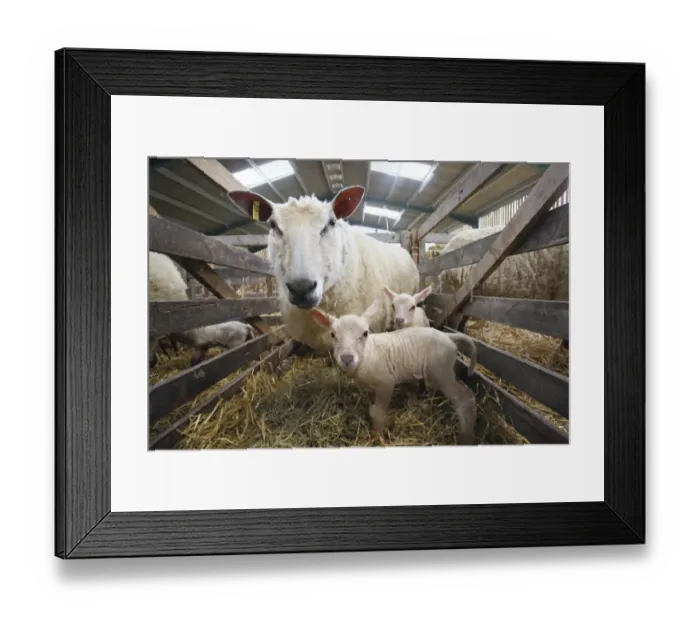 Framed Print : Domestic Sheep, ewe with newborn twin lambs, standing in indoor pen of lambing shed, Sussex, England, March Framed Print : Domestic Sheep, ewe with newborn twin lambs, standing in indoor pen of lambing shed, Sussex, England, March