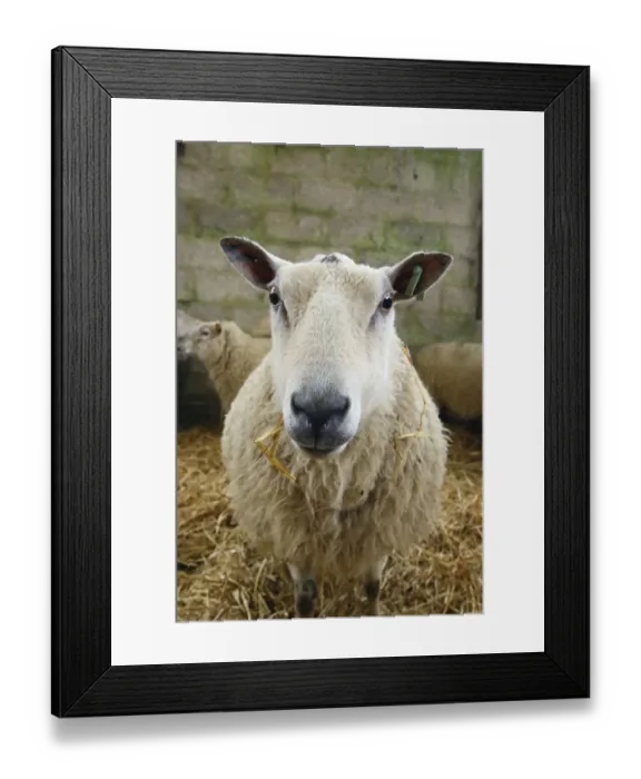 Framed Print : Domestic Sheep, pregnant ewe, standing in indoor pen of lambing shed, Sussex, England, March Framed Print : Domestic Sheep, pregnant ewe, standing in indoor pen of lambing shed, Sussex, England, March