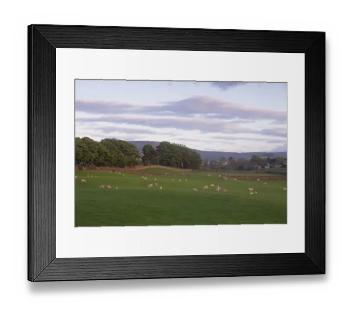 Framed Print : Domestic Sheep, ewes with lambs, flock grazing in pasture, with drystone walls and row of trees at sunset, Carperby Framed Print : Domestic Sheep, ewes with lambs, flock grazing in pasture, with drystone walls and row of trees at sunset, Carperby