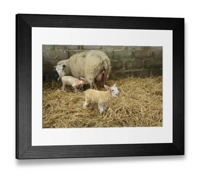 Framed Print : Domestic Sheep, ewe with newborn twin lambs, standing in indoor pen of lambing shed, Sussex, England, March Framed Print : Domestic Sheep, ewe with newborn twin lambs, standing in indoor pen of lambing shed, Sussex, England, March