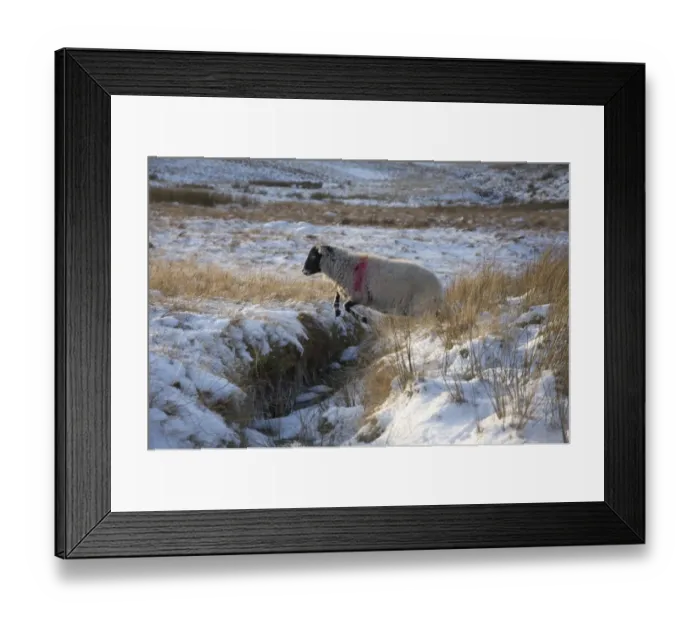 Framed Print : Domestic Sheep, Swaledale ewe, leaping across stream in snow covered upland pasture, Lake District, Cumbria, England Framed Print : Domestic Sheep, Swaledale ewe, leaping across stream in snow covered upland pasture, Lake District, Cumbria, England