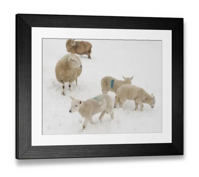 Framed Print : Domestic Sheep, crossbred ewes and lambs, standing on snow covered pasture, Powys, Wales, March Framed Print : Domestic Sheep, crossbred ewes and lambs, standing on snow covered pasture, Powys, Wales, March