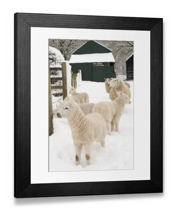 Framed Print : Domestic Sheep, crossbred ewes and lambs, standing on snow covered pasture, Powys, Wales, March