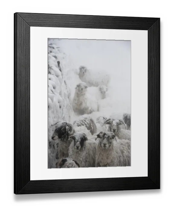 Framed Print : Domestic Sheep, Swaledale sheep, flock sheltering behind drystone wall during snowstorm, Cumbria, England, March Framed Print : Domestic Sheep, Swaledale sheep, flock sheltering behind drystone wall during snowstorm, Cumbria, England, March