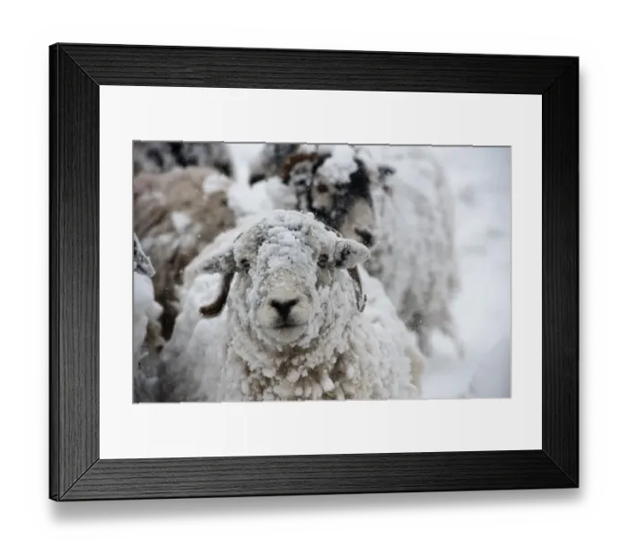 Framed Print : Domestic Sheep, Swaledale sheep, covered in snow during snowstorm, Cumbria, England, March Framed Print : Domestic Sheep, Swaledale sheep, covered in snow during snowstorm, Cumbria, England, March