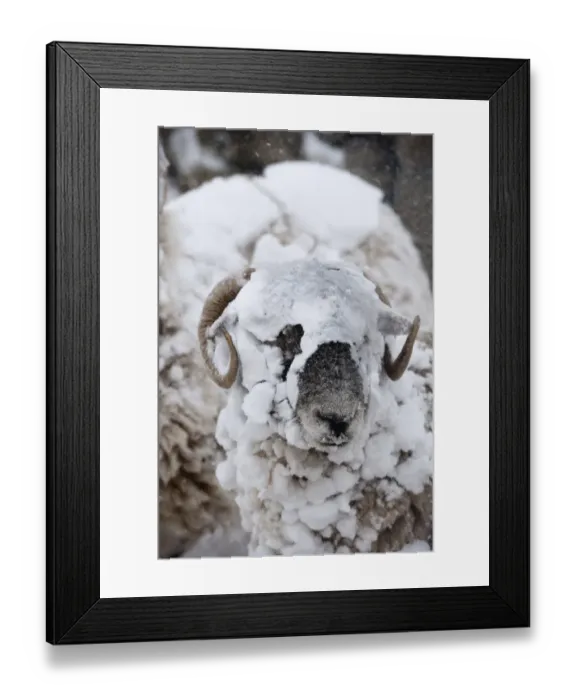 Framed Print : Domestic Sheep, Swaledale sheep, covered in snow during snowstorm, Cumbria, England, March Framed Print : Domestic Sheep, Swaledale sheep, covered in snow during snowstorm, Cumbria, England, March