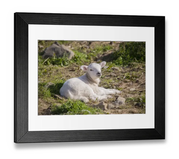 Framed Print : Domestic Sheep, Texel sired lamb, resting in pasture, Clitheroe, Lancashire, England, May