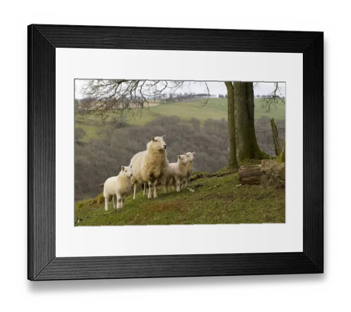 Framed Print : Domestic Sheep, crossbred ewe with three lambs, standing in pasture on hill farm, Powys, Wales, April Framed Print : Domestic Sheep, crossbred ewe with three lambs, standing in pasture on hill farm, Powys, Wales, April