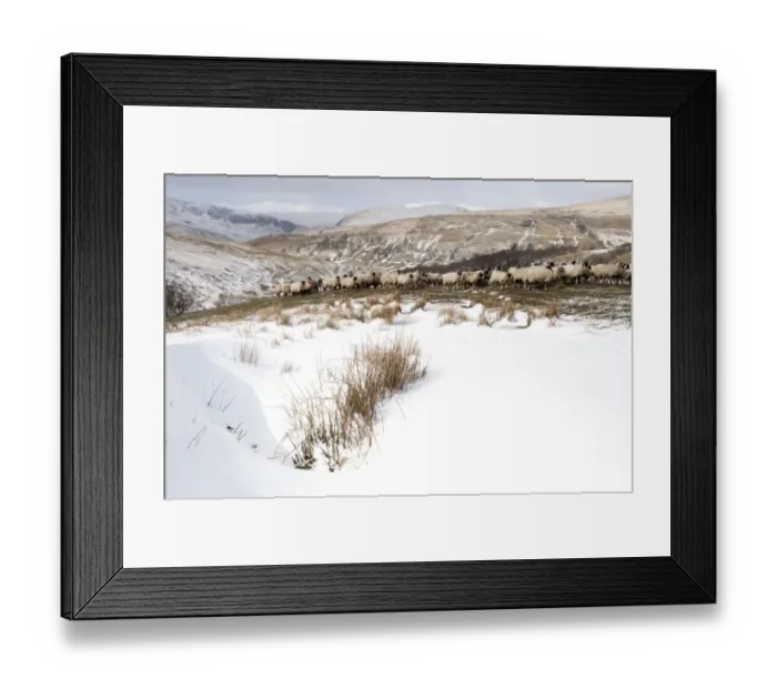 Framed Print : Domestic Sheep, Swaledale flock, feeding on hay in upland pasture, where shepherd has gathered them into safe place