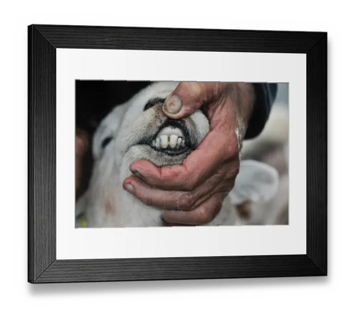 Framed Print : Domestic Sheep, shepherd inspecting teeth on year old ram at Herdwick sale, Cumbria, England, October