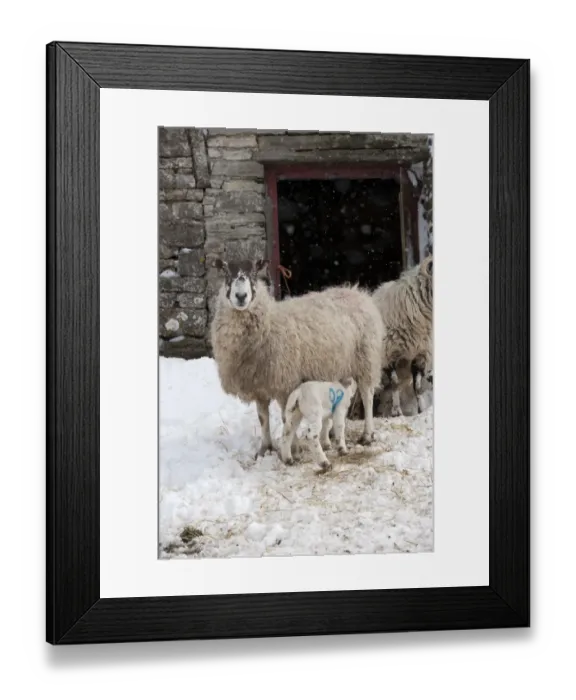 Framed Print : Domestic Sheep, mule ewe with lamb suckling, standing near farm building during snowstorm, Cumbria, England, March Framed Print : Domestic Sheep, mule ewe with lamb suckling, standing near farm building during snowstorm, Cumbria, England, March