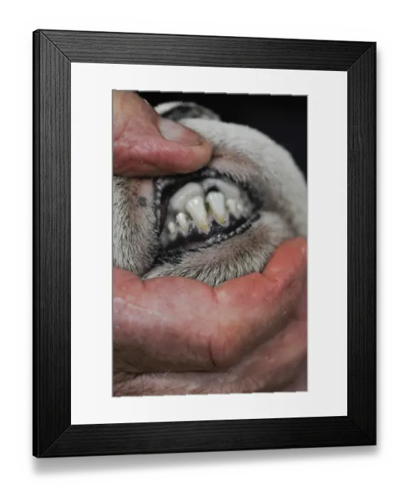Framed Print : Domestic Sheep, shepherd inspecting teeth on year old ram at Herdwick sale, Cumbria, England, October Framed Print : Domestic Sheep, shepherd inspecting teeth on year old ram at Herdwick sale, Cumbria, England, October