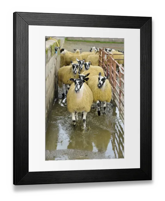 Framed Print : Domestic Sheep, mule flock, running through footbath to prevent infections, Cumbria, England, September Framed Print : Domestic Sheep, mule flock, running through footbath to prevent infections, Cumbria, England, September