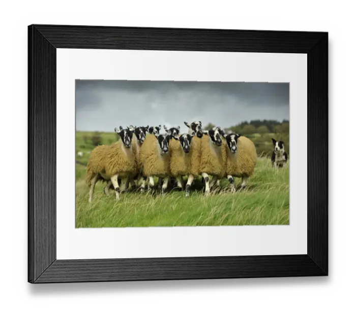 Framed Print : Domestic Sheep, crossbred mule ewe lambs, flock being rounded up by collie sheepdog in pasture, England, September Framed Print : Domestic Sheep, crossbred mule ewe lambs, flock being rounded up by collie sheepdog in pasture, England, September