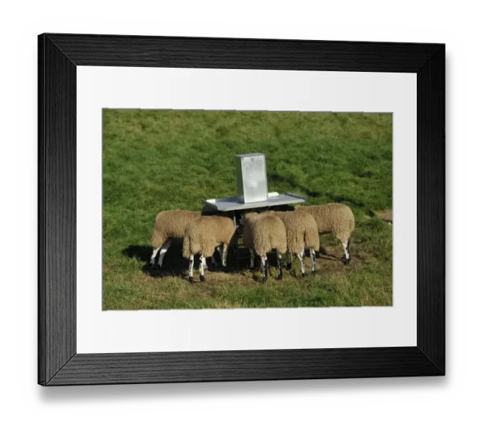 Framed Print : Domestic Sheep, mule lambs, flock feeding from creep feeder in pasture, North Yorkshire, England, September Framed Print : Domestic Sheep, mule lambs, flock feeding from creep feeder in pasture, North Yorkshire, England, September