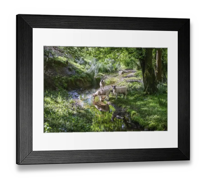 Framed Print : Domestic Sheep, mule ewes, drinking from stream, Greystoneley Brook, Wardsley Farm, Bowland-with-Leagram