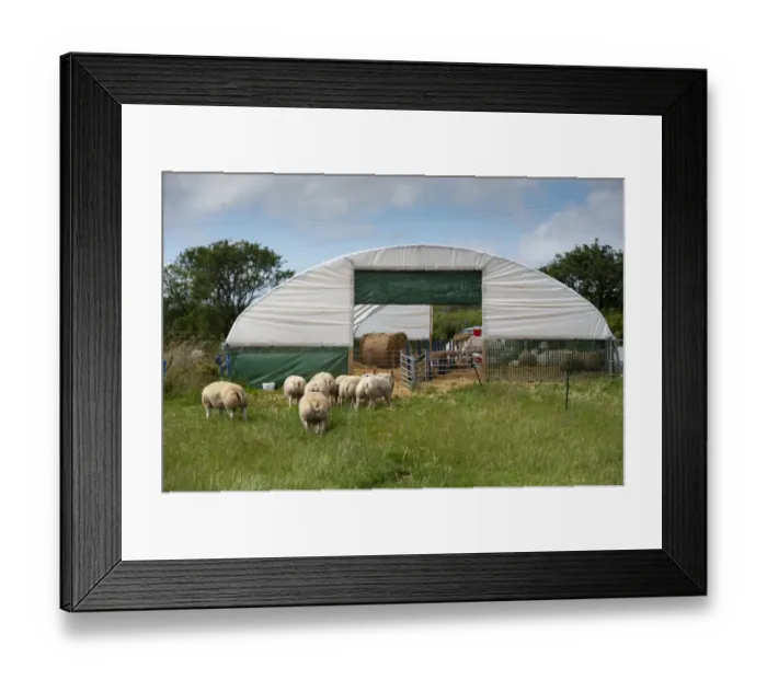 Framed Print : Domestic Sheep, flock heading into polytunnel shed to keep out of heat, Aberdeenshire, Scotland, August