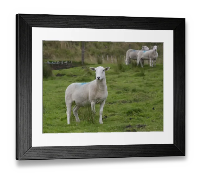 Framed Print : Domestic Sheep, Easy Care ewes, standing in pasture, Holmfirth, West Yorkshire, England, August