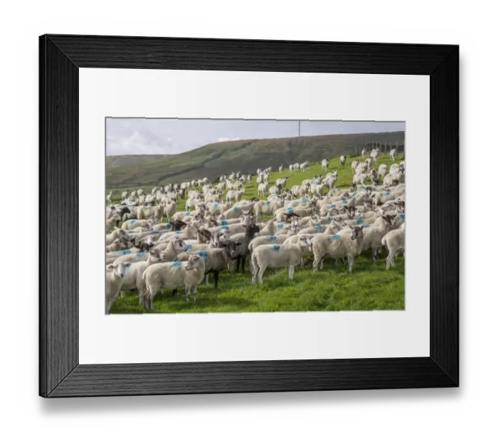 Framed Print : Domestic Sheep, Mule and Half-bred ewes, flock standing in pasture, Holmfirth, West Yorkshire, England, August Framed Print : Domestic Sheep, Mule and Half-bred ewes, flock standing in pasture, Holmfirth, West Yorkshire, England, August