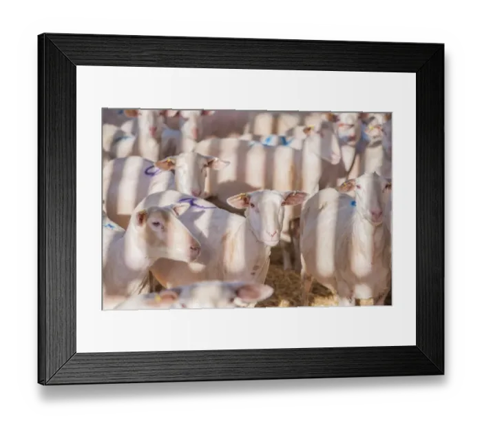 Framed Print : Domestic Sheep, Friesland milking sheep ewes, flock standing in straw yard, Lancashire, England, November Framed Print : Domestic Sheep, Friesland milking sheep ewes, flock standing in straw yard, Lancashire, England, November