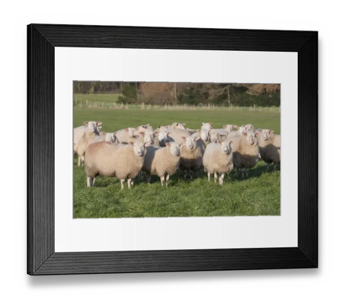 Framed Print : Domestic Sheep, Friesland milking sheep replacements, flock standing in pasture, Lancashire, England, November