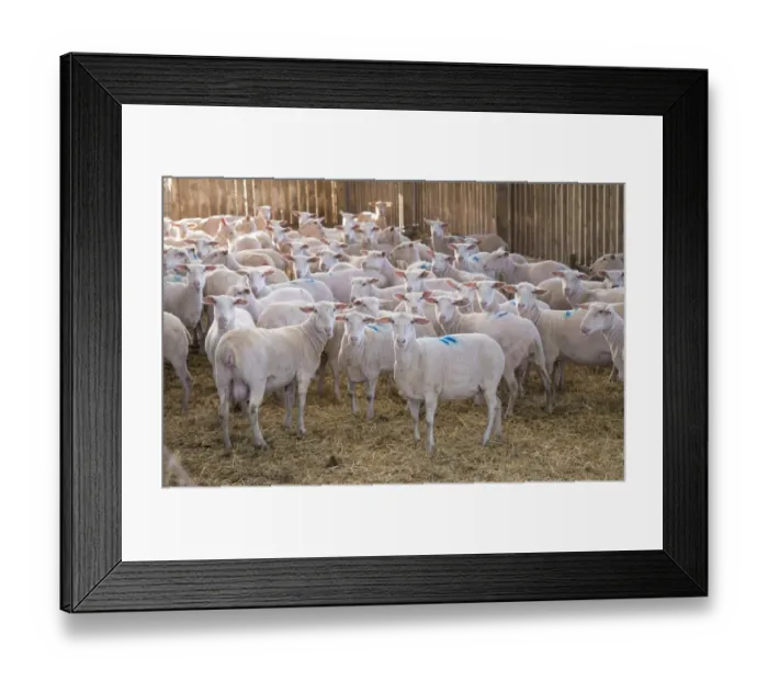 Framed Print : Domestic Sheep, Friesland milking sheep ewes, flock standing in straw yard, Lancashire, England, November