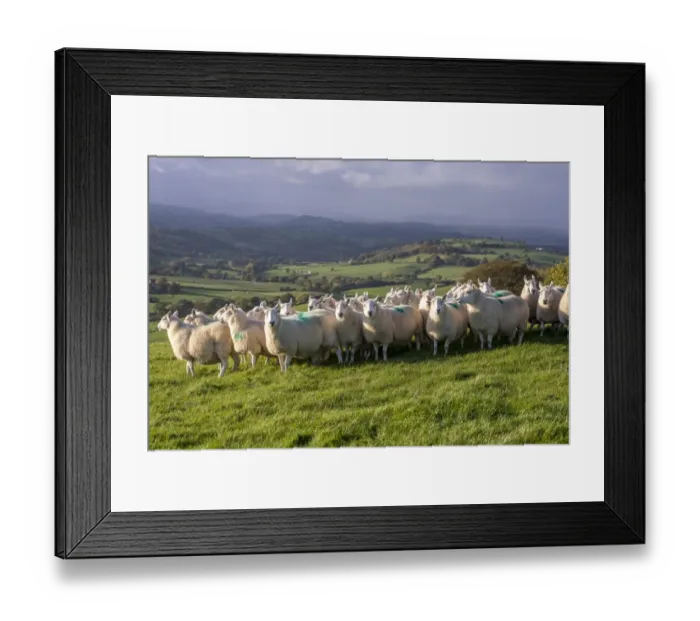 Framed Print : Domestic Sheep, Welsh Mules (Improved Welsh Mountain ewes put to Bluefaced Leicester rams), flock standing in pasture Framed Print : Domestic Sheep, Welsh Mules (Improved Welsh Mountain ewes put to Bluefaced Leicester rams), flock standing in pasture