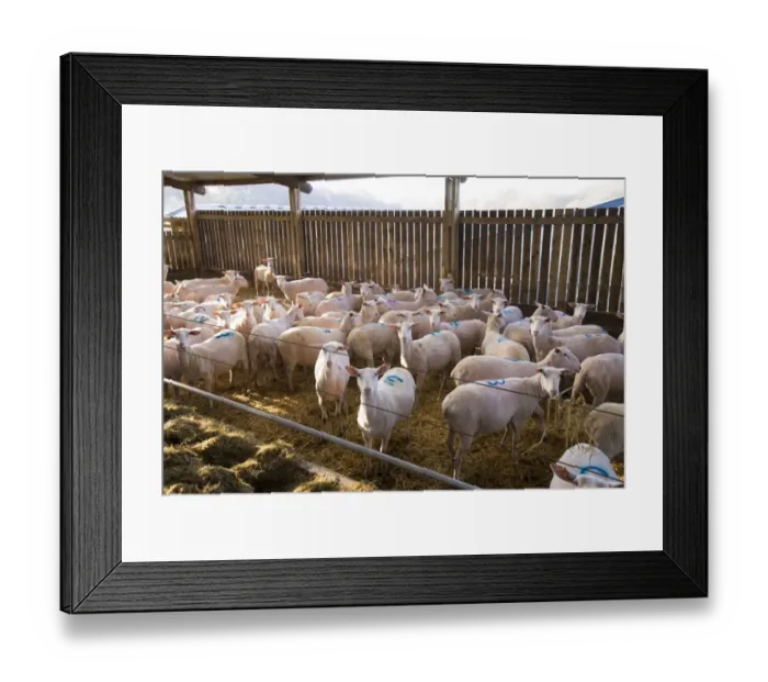 Framed Print : Domestic Sheep, Friesland milking sheep ewes, flock standing in straw yard, Lancashire, England, November Framed Print : Domestic Sheep, Friesland milking sheep ewes, flock standing in straw yard, Lancashire, England, November