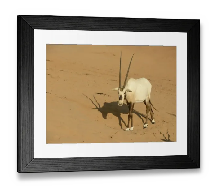 Framed Print : Arabian Oryx (Oryx leucoryx) adult, walking on sand, Dubai Desert Conservation Reserve, Al Maha, Dubai Framed Print : Arabian Oryx (Oryx leucoryx) adult, walking on sand, Dubai Desert Conservation Reserve, Al Maha, Dubai