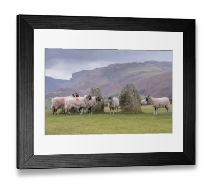 Framed Print : Domestic Sheep, Swaledale ewes, flock standing beside stone circle, Castlerigg Stone Circle, near Keswick Framed Print : Domestic Sheep, Swaledale ewes, flock standing beside stone circle, Castlerigg Stone Circle, near Keswick