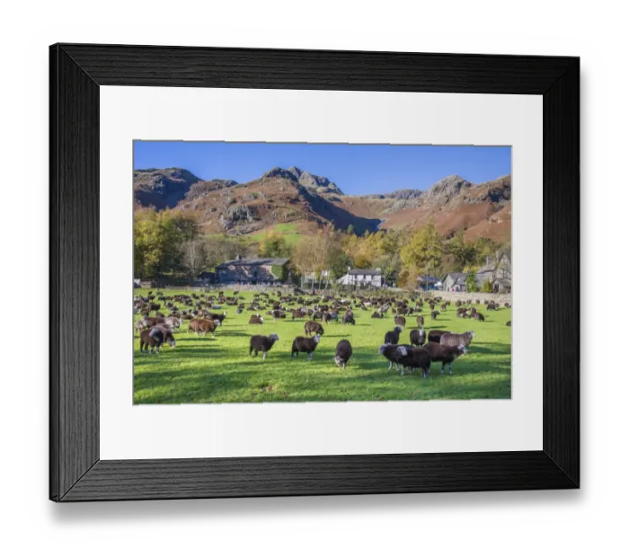 Framed Print : Domestic Sheep, Herdwick flock, standing in pasture, Great Langdale, Lake District N. P. Cumbria, England, November Framed Print : Domestic Sheep, Herdwick flock, standing in pasture, Great Langdale, Lake District N. P. Cumbria, England, November