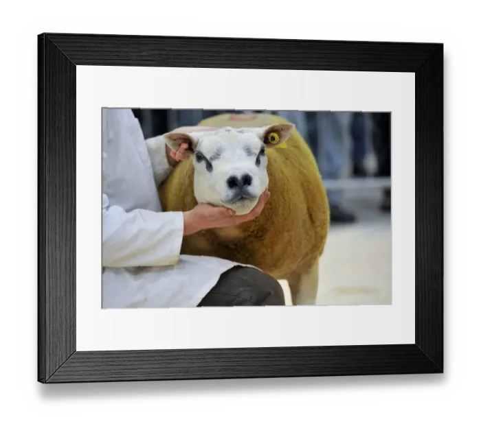 Framed Print : Domestic Sheep, Beltex sheep, at pedigree show and sale, England, August Framed Print : Domestic Sheep, Beltex sheep, at pedigree show and sale, England, August