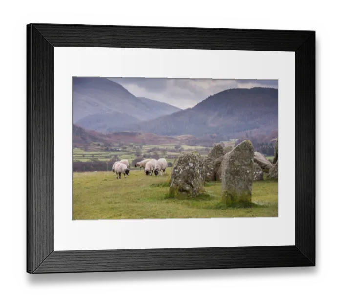 Framed Print : Domestic Sheep, Swaledale ewes, flock grazing beside stone circle, Castlerigg Stone Circle, near Keswick Framed Print : Domestic Sheep, Swaledale ewes, flock grazing beside stone circle, Castlerigg Stone Circle, near Keswick