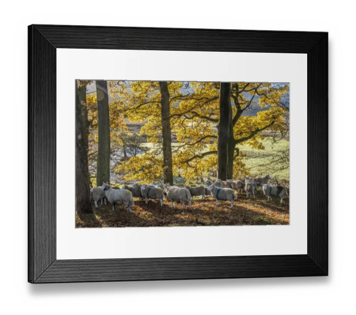 Framed Print : Domestic Sheep, flock standing amongst trees in autumn colour, Marshaw, Forest of Bowland, Lancashire, England Framed Print : Domestic Sheep, flock standing amongst trees in autumn colour, Marshaw, Forest of Bowland, Lancashire, England